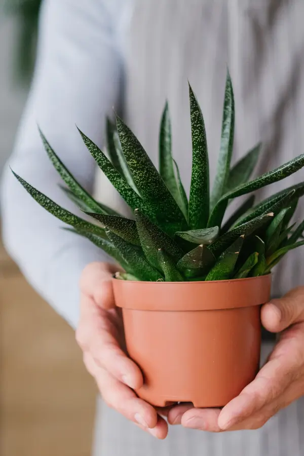 Man with house plant.